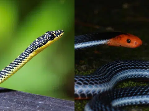 天堂金花蛇（paradise tree snake）和有毒的蓝长线马来珊瑚蛇（Malayan blue coral snake）。（Kannan Raja、Shivaram Rasu） 