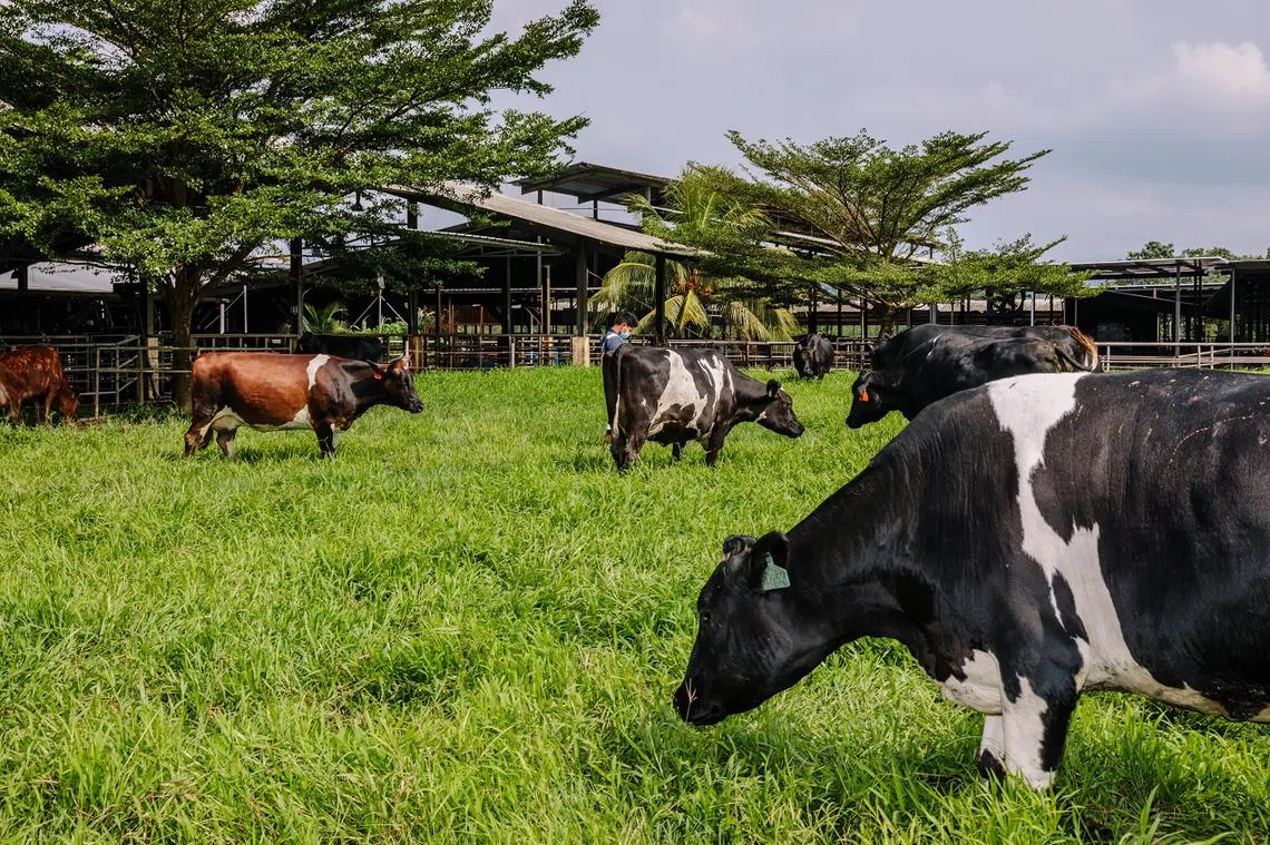 吃草的牛群。（彭博社）