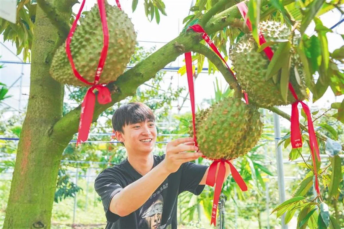 海南榴梿主打“树上熟”作为卖点之一。（海南日报）