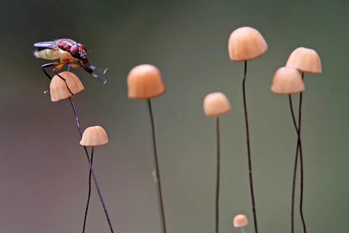  琥珀小皮伞。（Bugsandinsects） 
