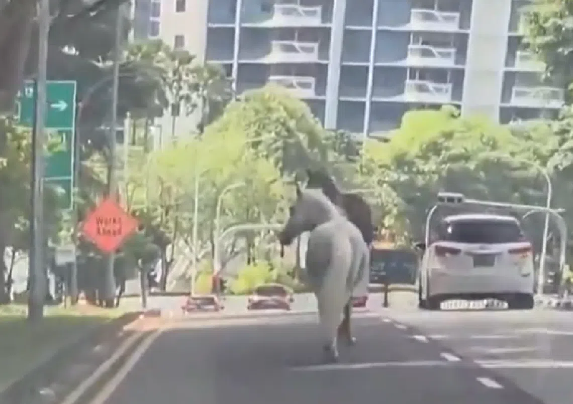3月3日元宵节从白沙公园内Gallop Stable马厩偷溜出来，在新加坡马路上奔走的两匹骏马。
