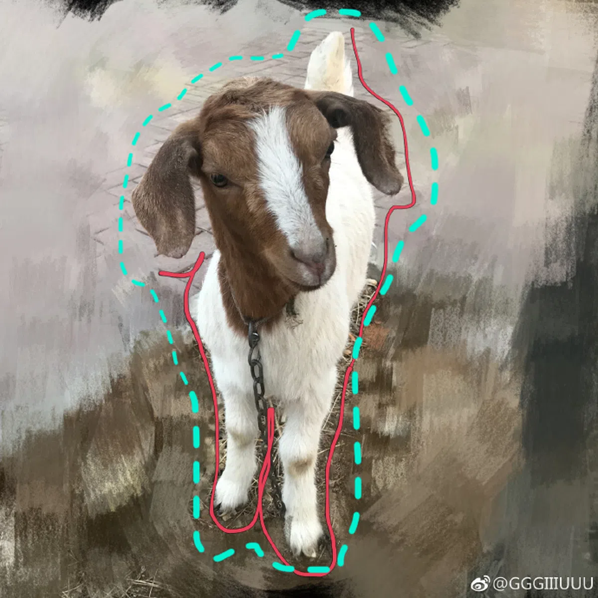  小杨的羊。（小杨微博） 