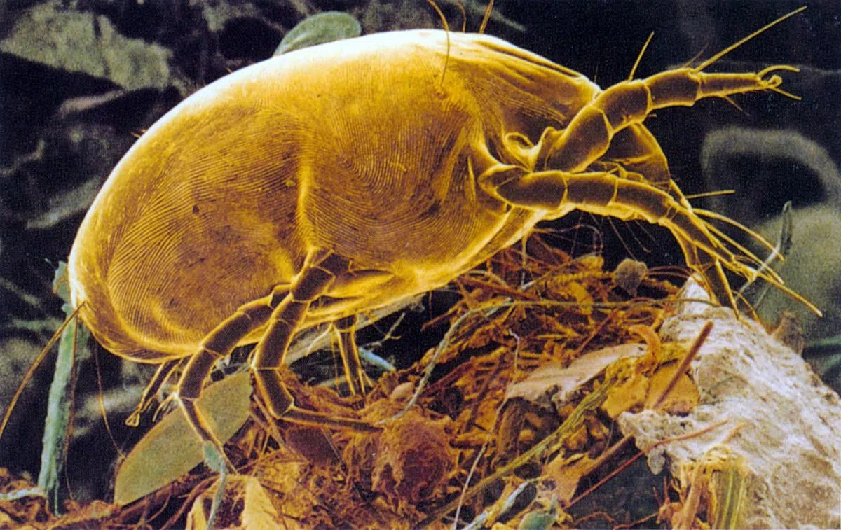 尘螨是肉眼看不到的微生物，一根头发比一只尘螨大300倍。（海峡时报）