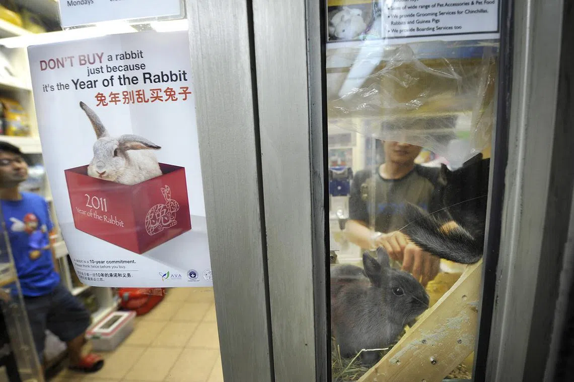防止虐待动物协会与家兔协会在2011年的兔年特别设计了“兔年别乱买兔子”的海报。（海峡时报）
