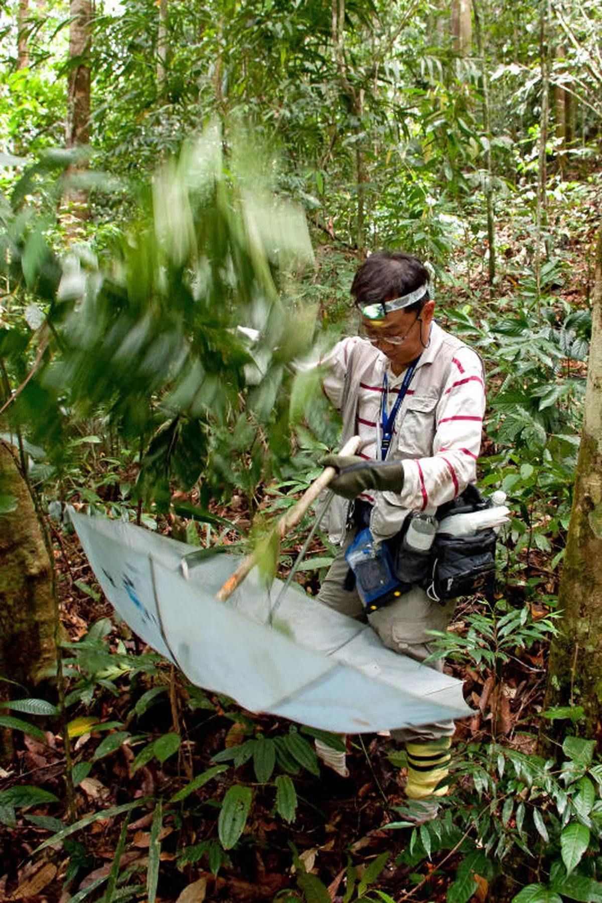 许国丰用棍子敲打灌木或植物的叶子，并在下面撑一把向上翻的伞，捕捉掉下来的蜘蛛。（许国丰提供给《新明日报》）