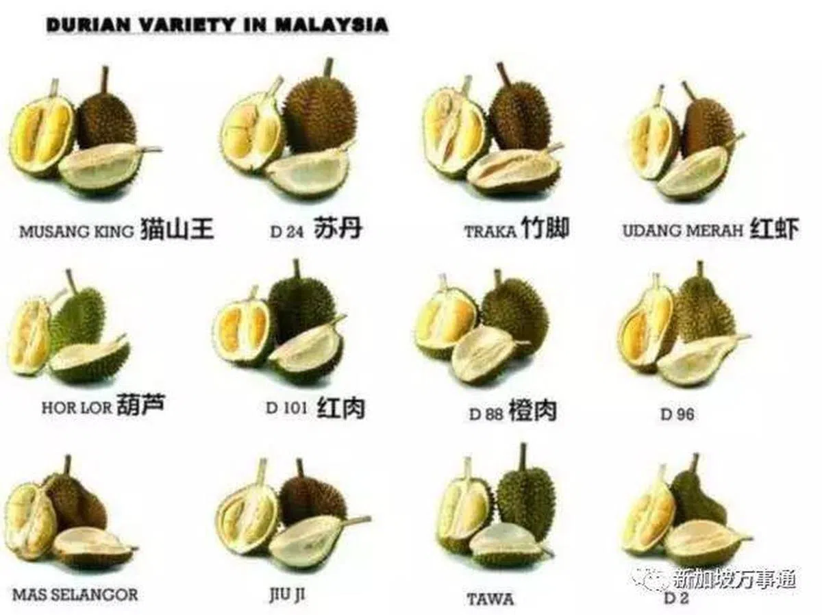  那么多种榴槤品种，看得真是眼花缭乱。（互联网） 