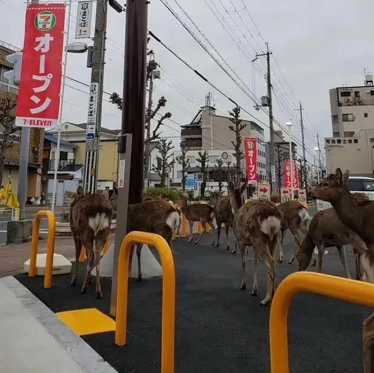  成群结队上街的奈良鹿。（互联网） 