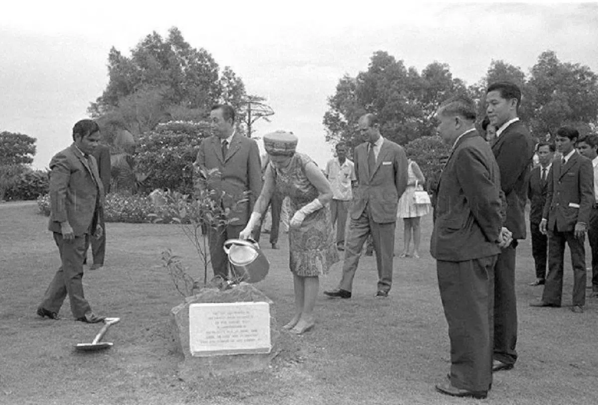 英国伊丽莎白女王二世在1972年到访新加坡，在裕廊山公园种下一棵香灰莉木。（互联网）
