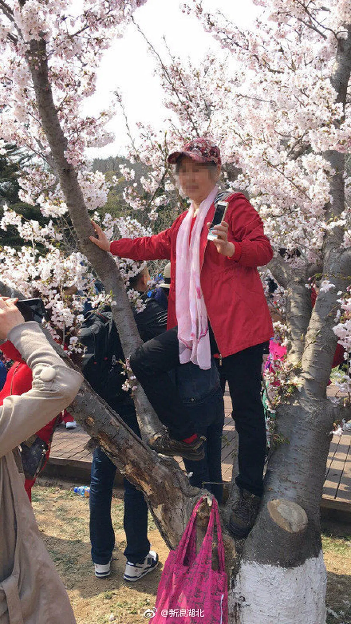  大妈还顺便把包挂在树根。（武汉大学微博） 