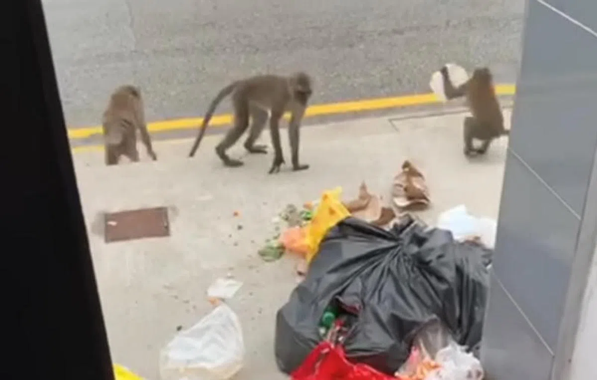  生活在新加坡城市的野猴已经深谙袋子和包包里总有好东西的道理。（Acres面簿截图） 
