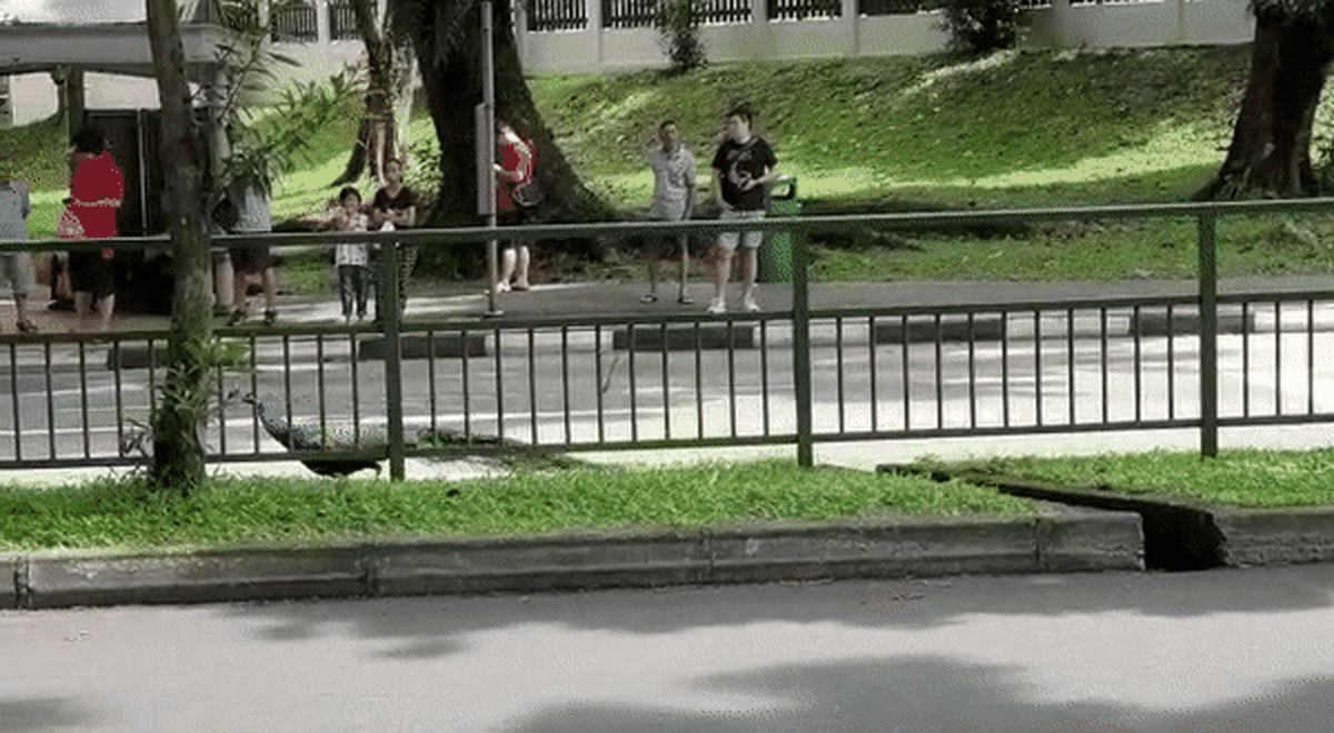  还发来孔雀奔跑过马路的视频。 