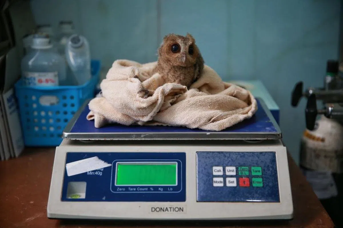  领角鸮幼鸟在飞禽专科医院称体重。（海峡时报） 