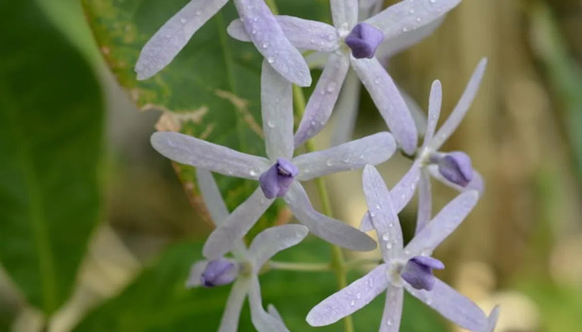  较长的五片是花瓣，中间的五小片是萼片，它们上下交叠形成十芒星形状。（互联网） 