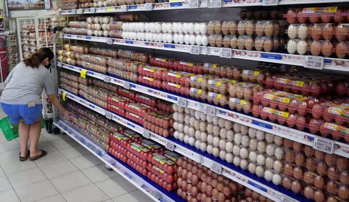 本地鸡蛋自给率已达三成。（联合早报）