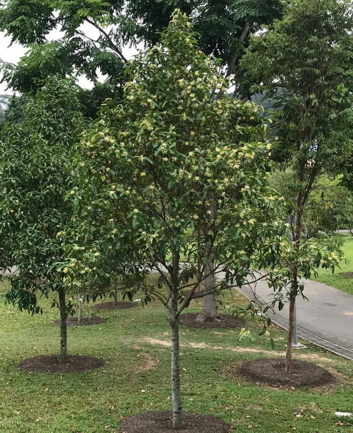  大果红厚壳木常年翠绿，树态优美。（国家公园局） 