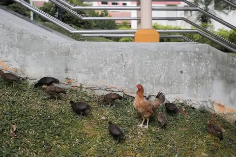 新民阁组屋的野鸡群。（海峡时报）