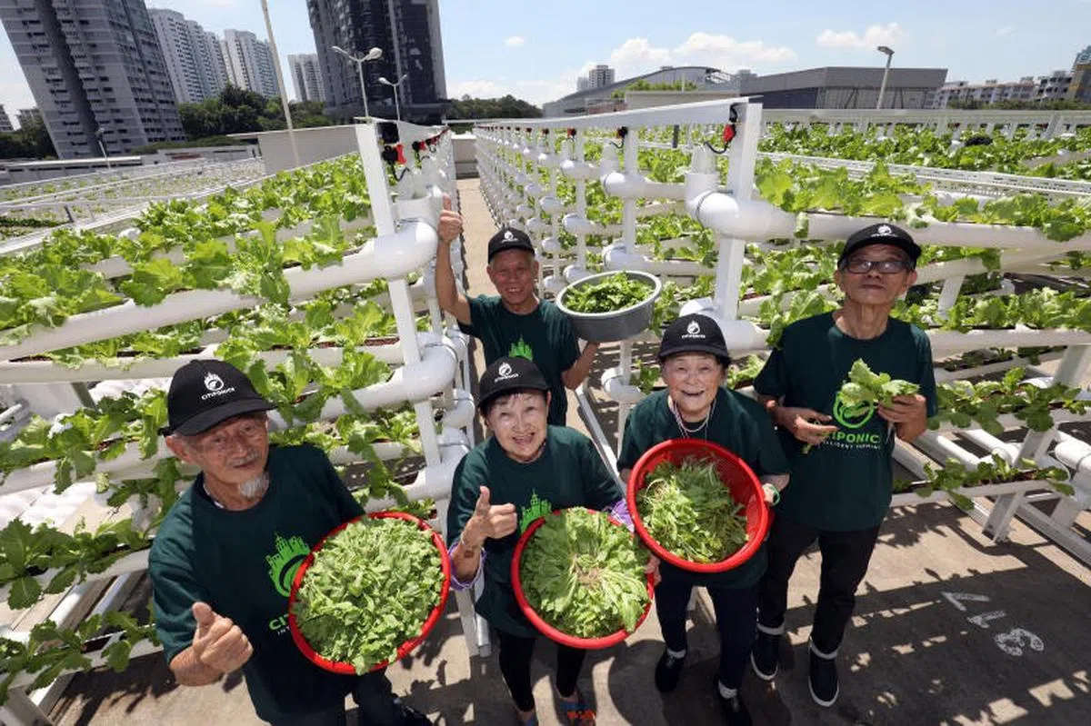  由Citiponics公司经营，位于宏茂桥6道第700座多层停车场顶层的杨厝港城市农场，于2019年4月7日正式开幕。第一次收成就收割了500公斤蔬菜。平均年龄接近80岁的几名杨厝港居民，在停车场改装成的城市农场当农夫，体验城市农耕之乐。（联合早报） 