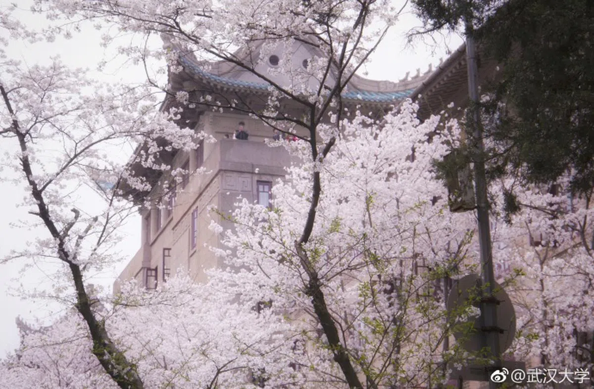  （武汉大学微博） 
