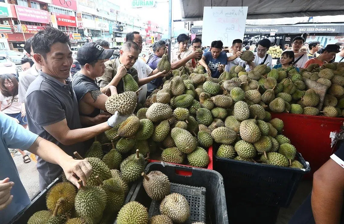 马国榴梿价格跳水引起大批榴梿爱好者追捧。