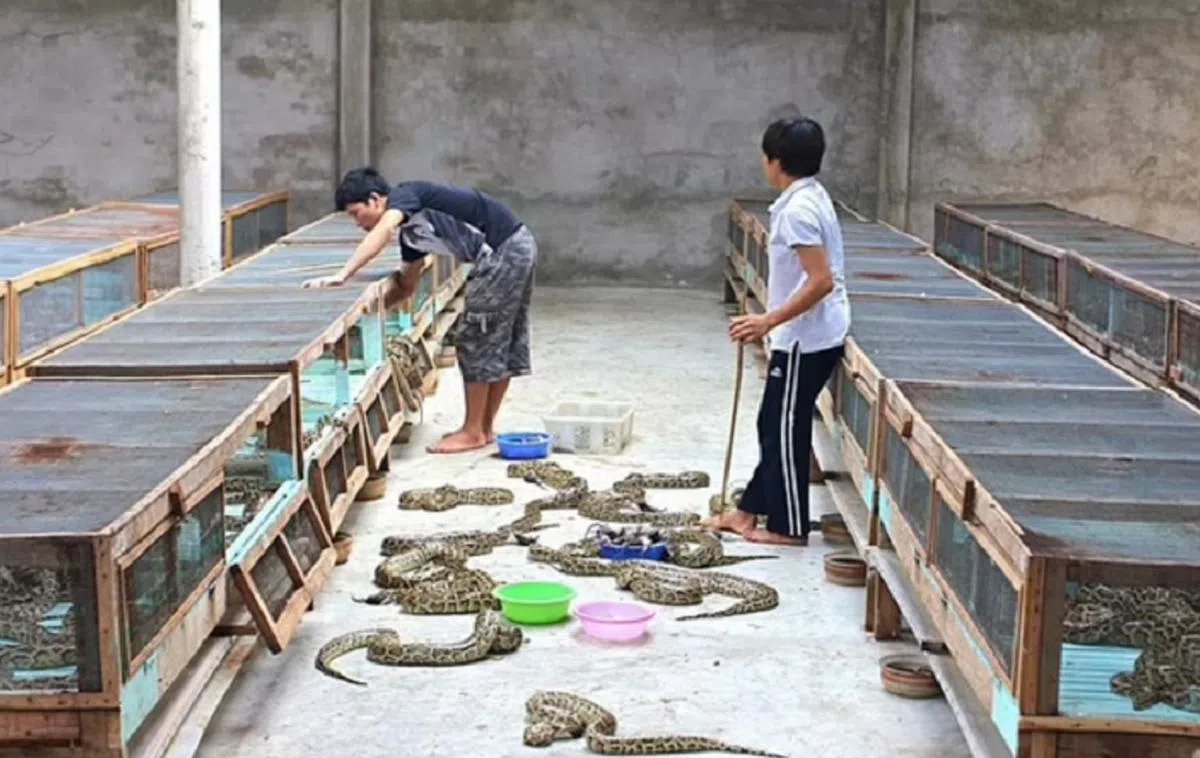 赤脚不怕被蛇咬？（路透社）