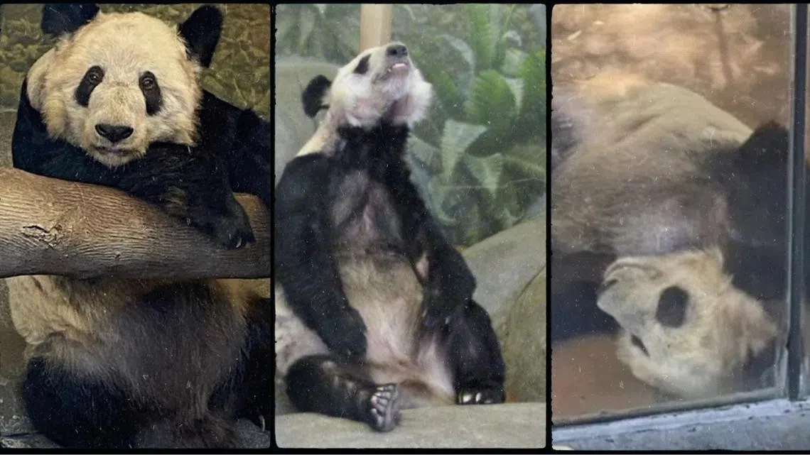 在微博上疯传的视频截图（互联网）