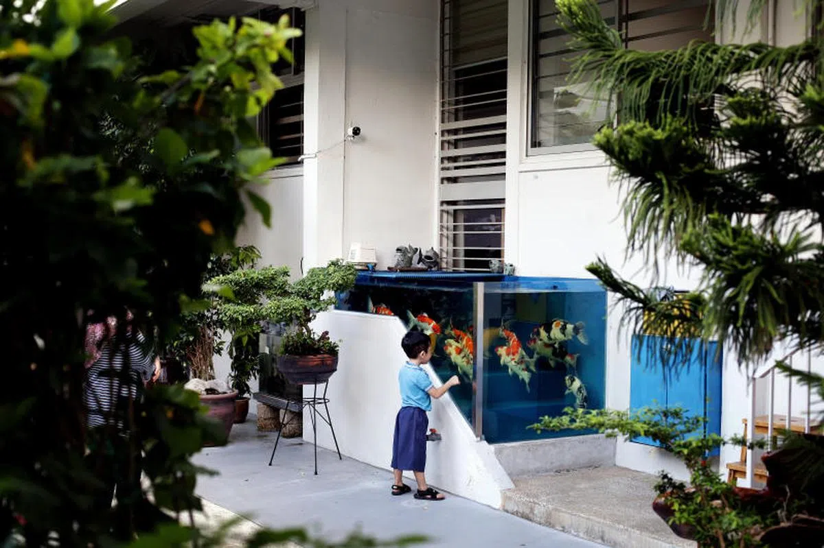  路过的邻居和小孩，都觉得这个鱼缸是淡滨尼独特的风景线，也都爱驻足欣赏。（联合早报） 
