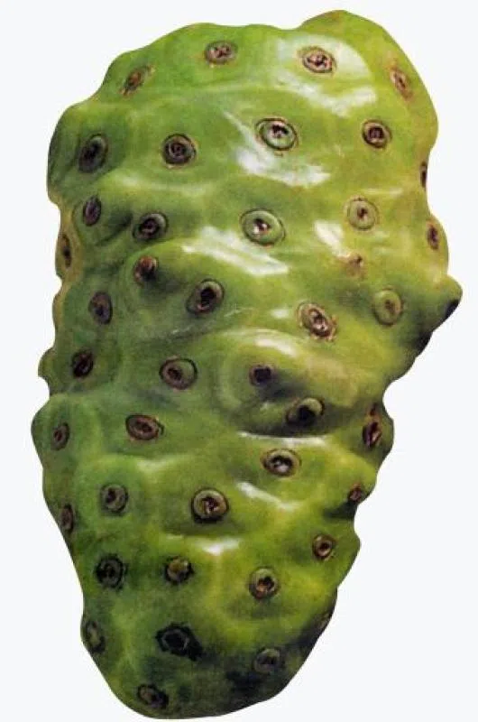 诺丽果。（互联网）