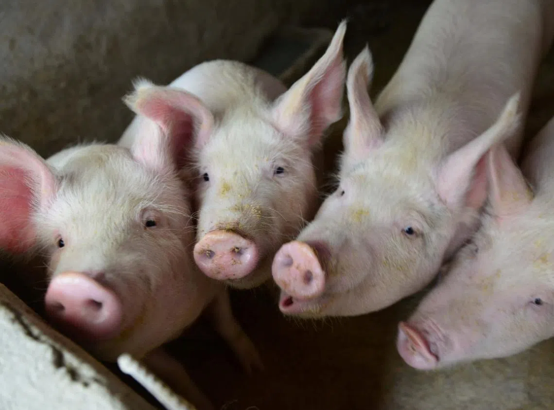 最近四川省绵阳市盐亭县和黑龙江省鸡西市鸡冠区均发生猪瘟。（互联网）