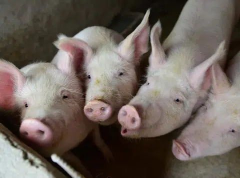 最近四川省绵阳市盐亭县和黑龙江省鸡西市鸡冠区均发生猪瘟。（互联网）