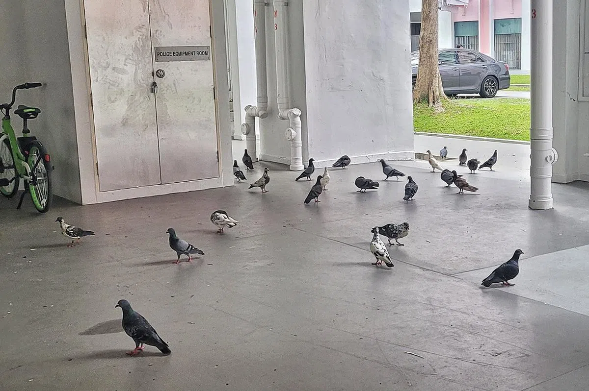 组屋底层成了鸽子聚集地。（新明日报）