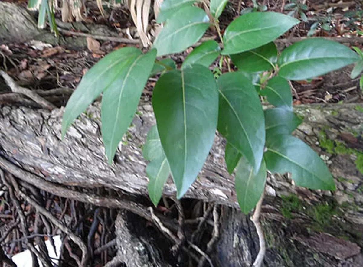  在拉扎鲁斯岛上能找到本区域濒临绝种的银矮树 (Caesalpinia bonduc)。这种植物带有很多刺，新加坡仅剩几株。（互联网） 