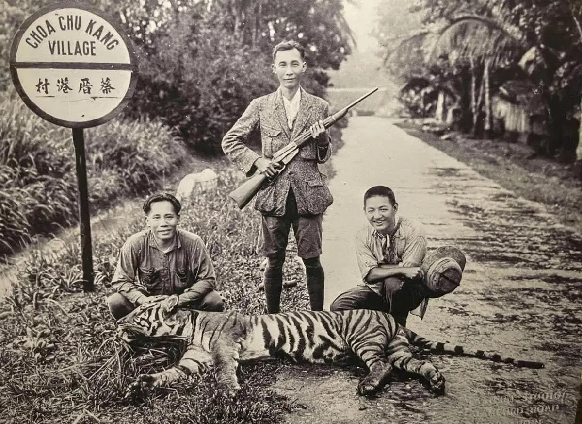 1930年10月26日，有一头马来虎在蔡厝港26公里附近被打死，自此老虎在新加坡绝迹。（许国丰面簿）
