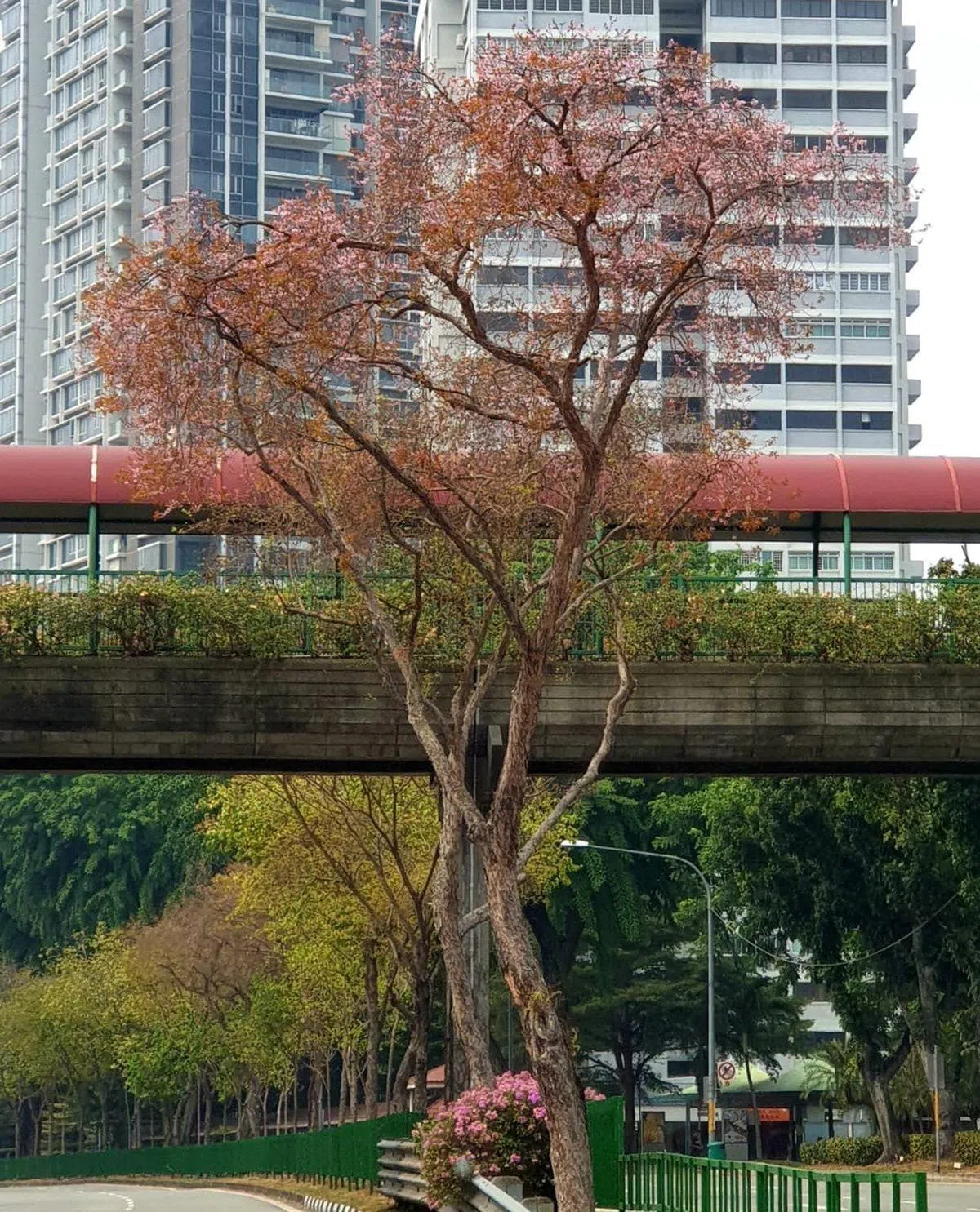  开在宏茂桥的一棵越南黄牛木。（国家公园局） 
