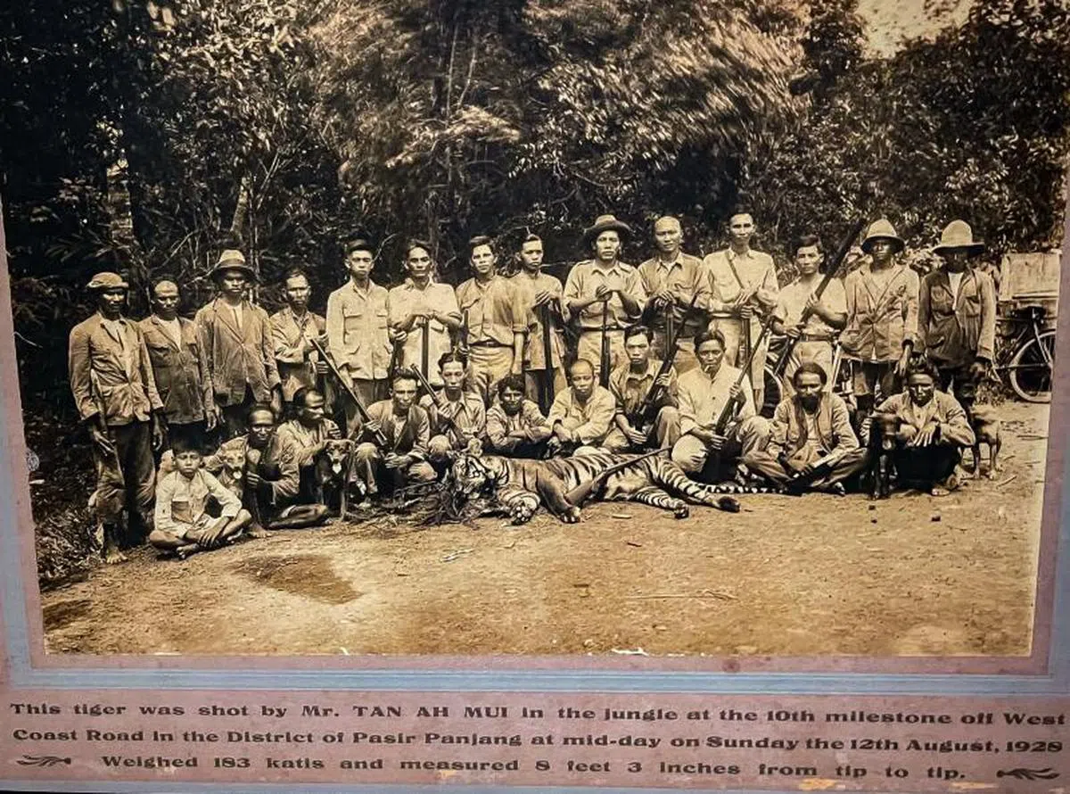 1928年，一群猎虎者在东海岸路附近枪击了一只重91.5公斤的马来虎。（许国丰面簿)