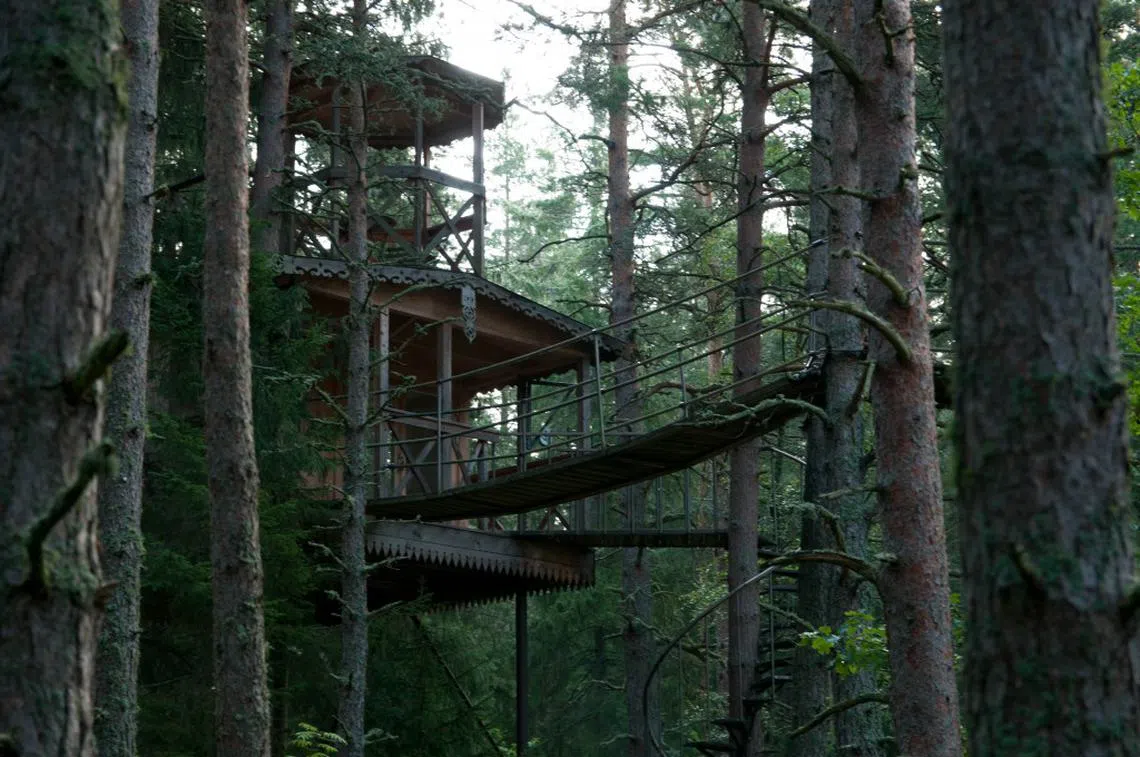 瑞典的生态树屋。万礼生态度假村的树屋以后会长什么样，着实让人挺好奇。（互联网）