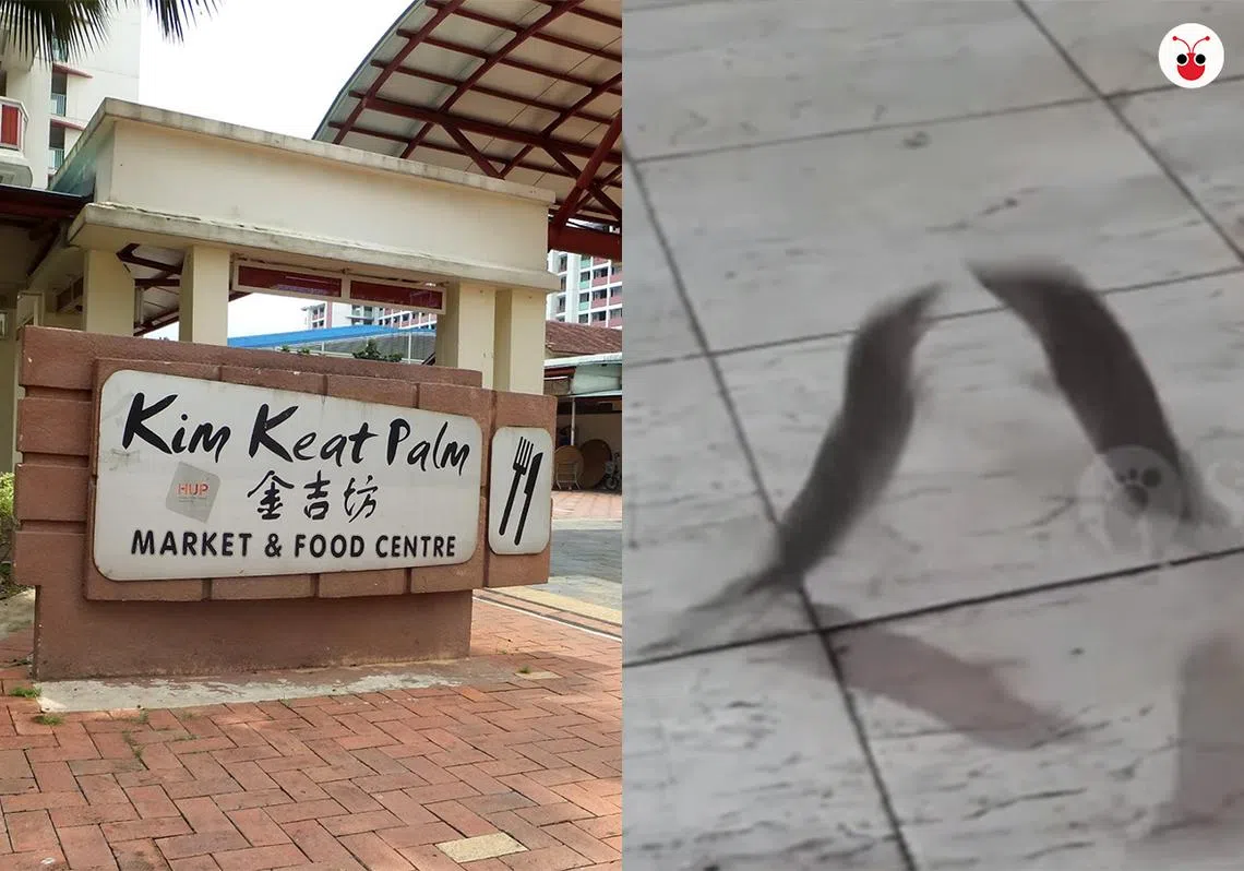 大巴窑湿巴刹出现地鼠。（STOMP）