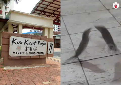 大巴窑湿巴刹出现地鼠。（STOMP）