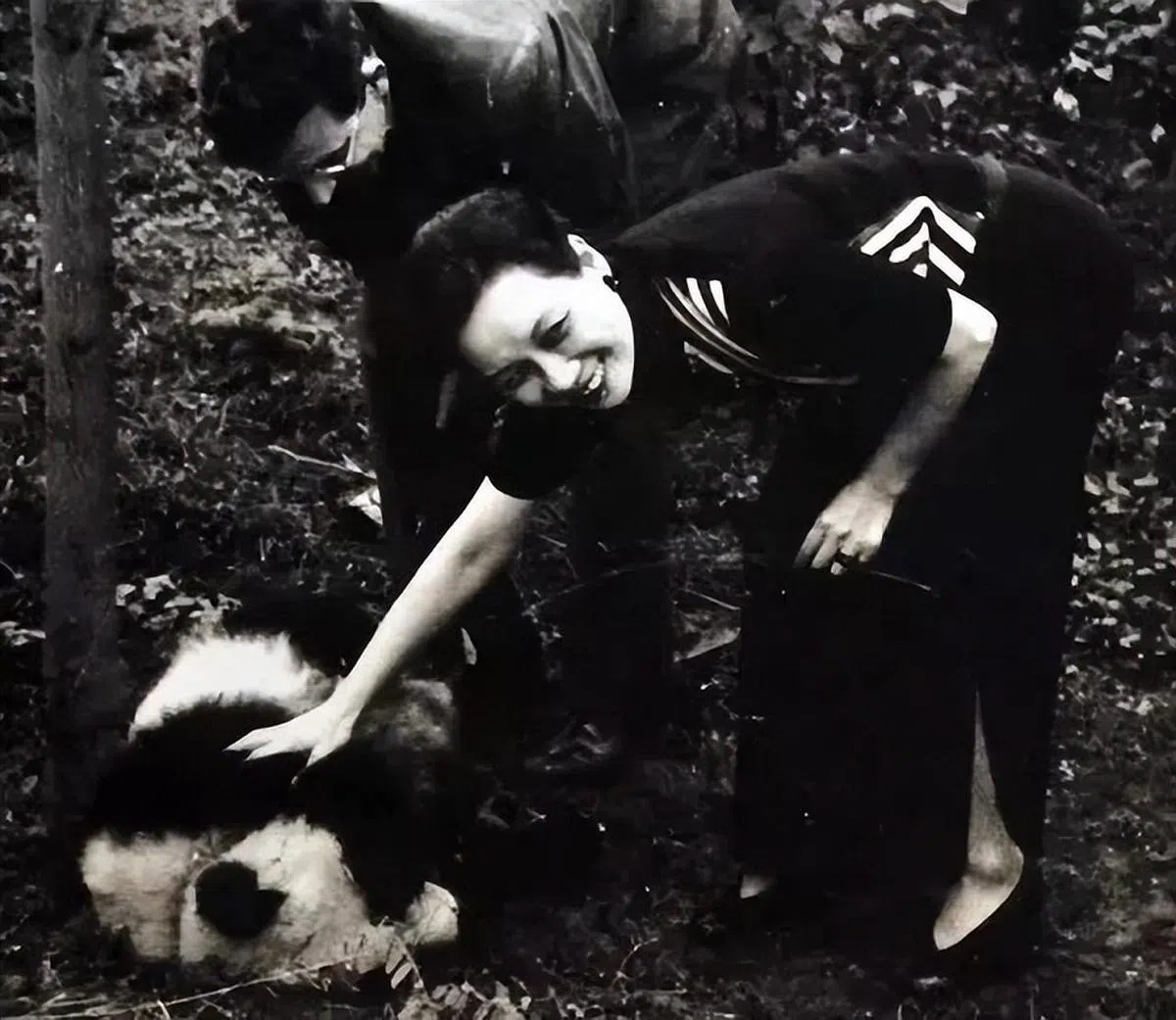 1941年，第一夫人宋美龄以中国政府名义向美国赠送一对大熊猫。（互联网）