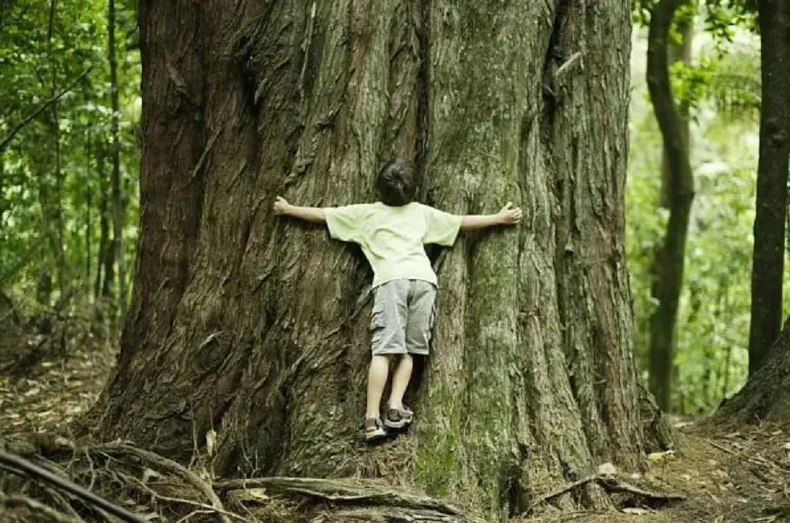 是人抱树，还是树抱人？（互联网）