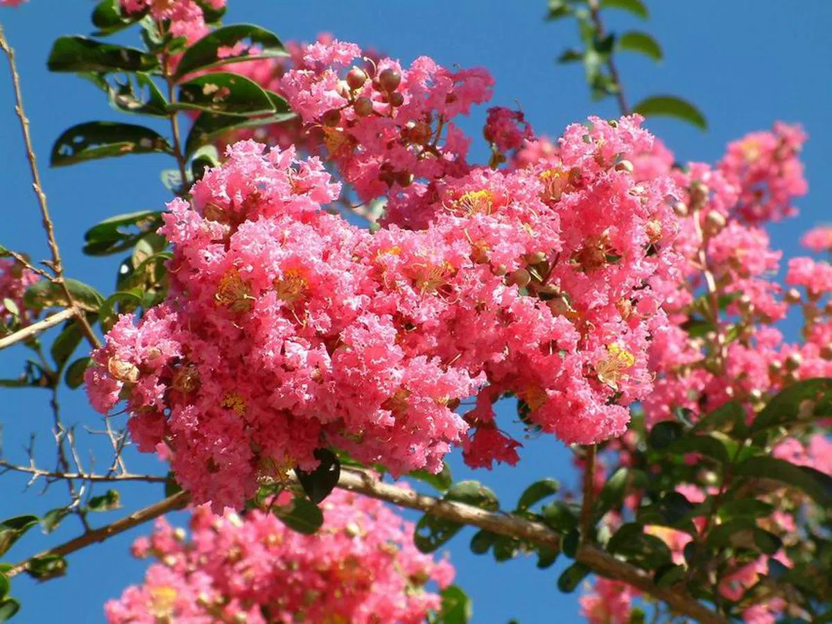  盛开中的紫薇。（互联网） 