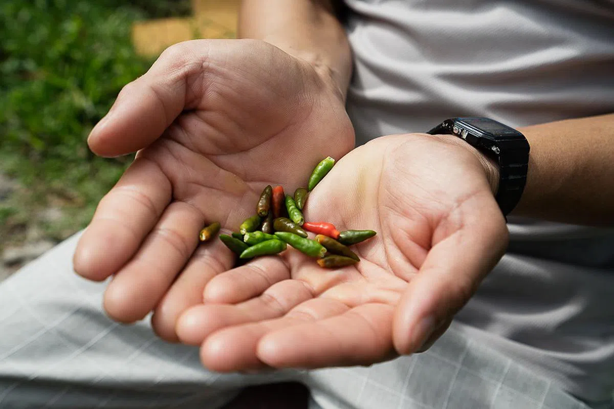  邻居从家乡带来的辣椒，在菜圃里长得特别好。（蔡家增摄） 