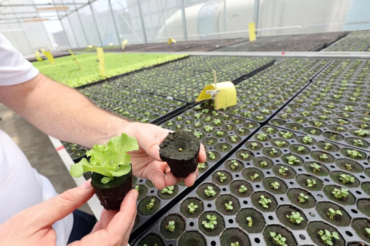 在寸土寸金的新加坡经营农场，没有雄厚资本恐怕行不通。（联合早报）