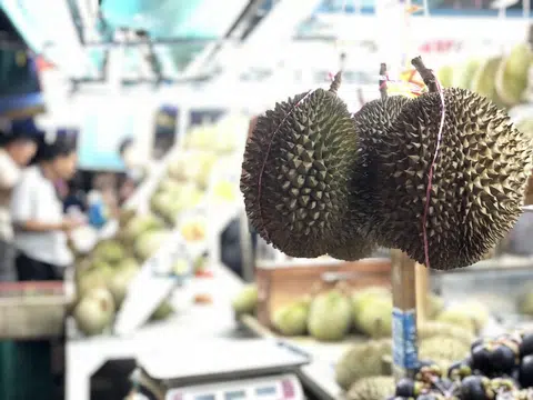 每逢6至8月份的榴梿季节，浮罗山背就会迎来一批批的追随者，一些狂热分子还会选择入住榴梿园内的民宿，一日三餐吃尽榴梿。（叶孝忠摄）