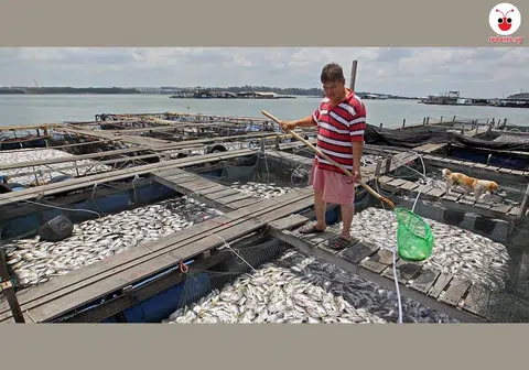 鱼儿鱼儿水中游。（联合早报）