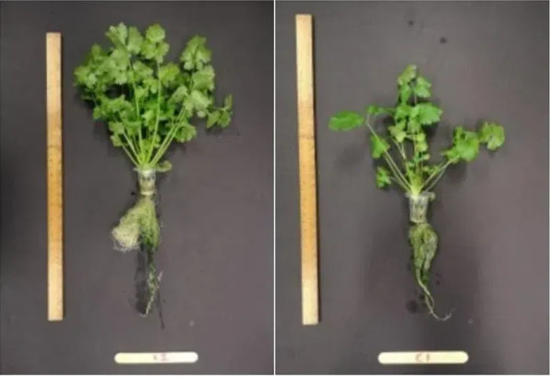 左边的是游过太空的种子种出的香菜。（新加坡食品局）