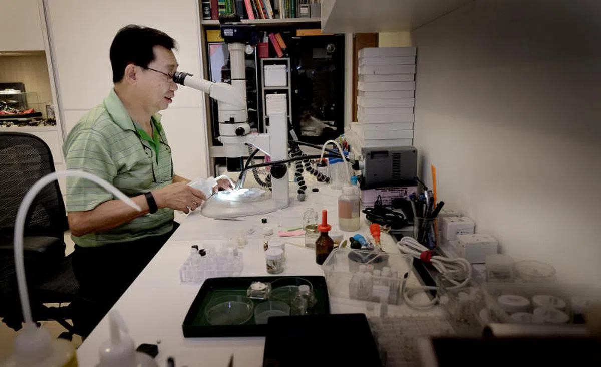 辨识蜘蛛比采集蜘蛛更难，许国丰表示，只能在显微镜下细究它们独特设计的生殖器官。(联合早报）