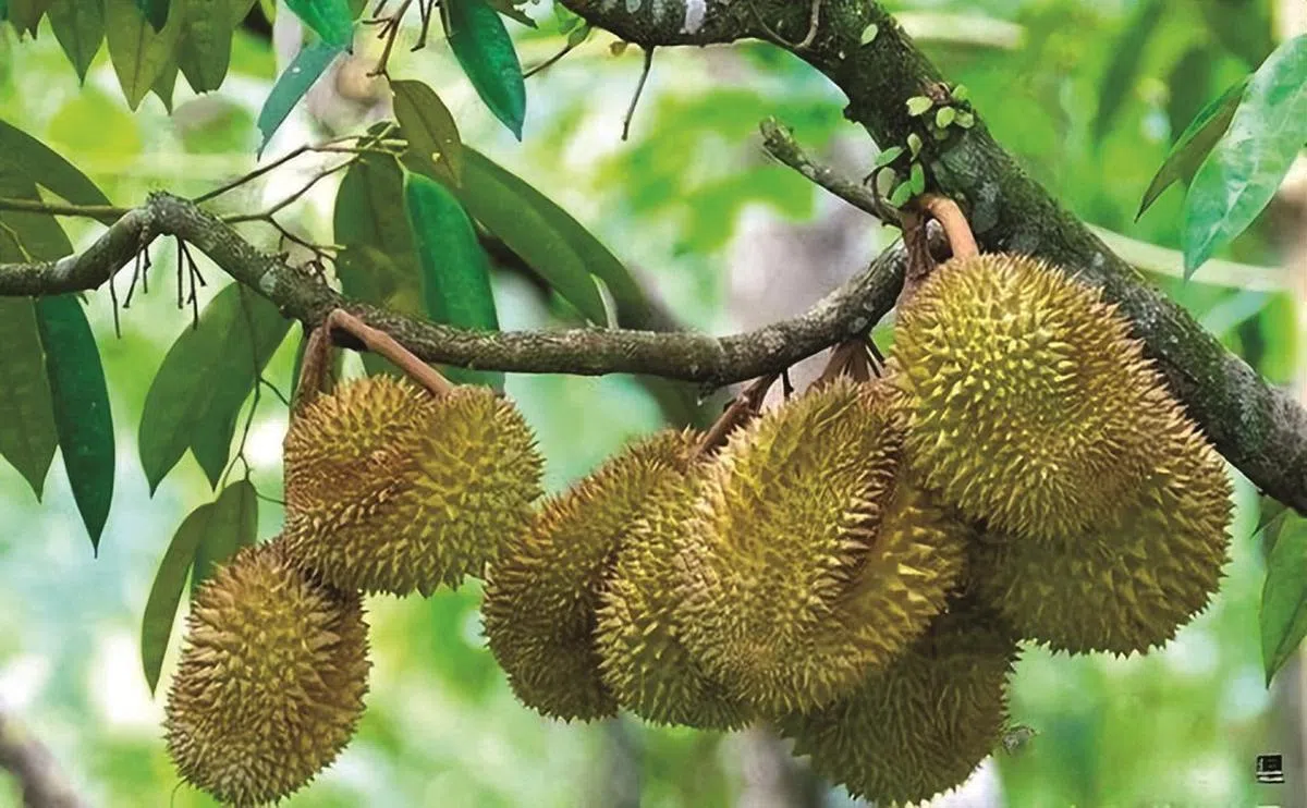 海南榴梿无论成本或口感，似乎都还未能与东南亚进口的榴梿一较高下。（互联网）