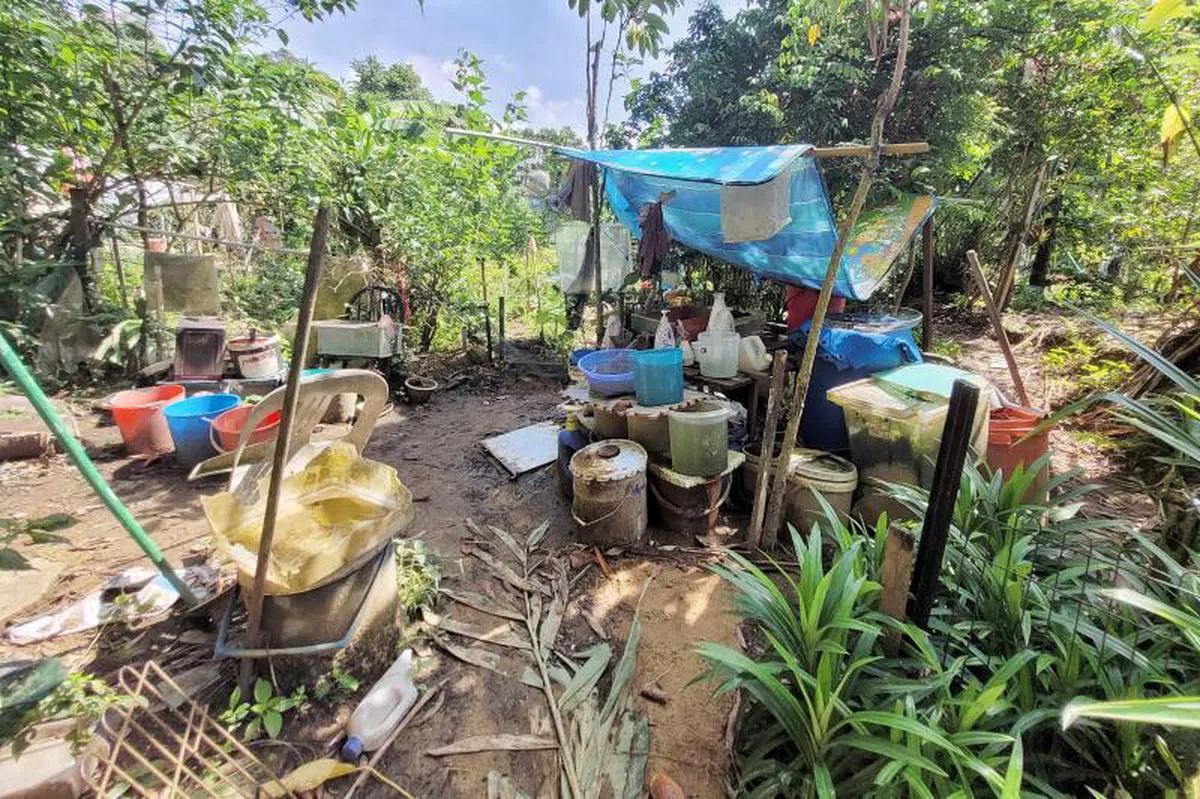  种植园内有两个简陋的棚屋，可供吴先生遮风挡雨。（新明日报） 