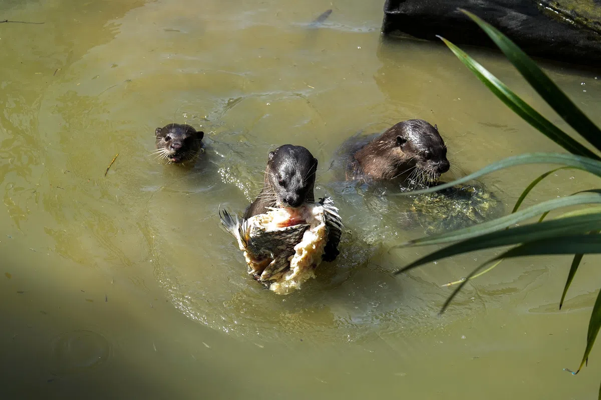 （Reddit用户 Fl00pyFlip）