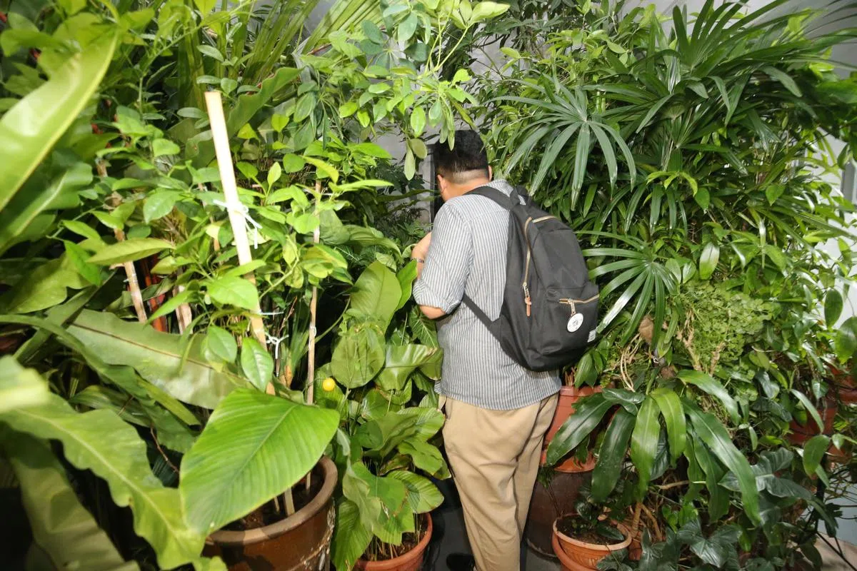  经过枝叶茂盛的“森林屋”必须用手拨开花草才能行进。（联合早报） 